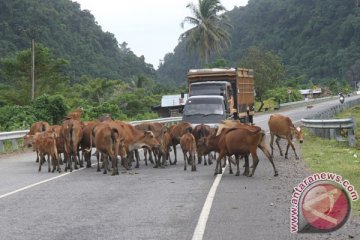 Kupang kirim 18.850 sapi ke DKI Jakarta