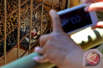 Populasi macan tutul di Gunung Prangrango terancam punah