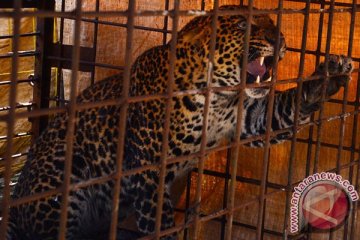 Macan tutul Kalimantan tertangkap kamera di suaka Malaysia