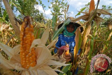 Produksi jagung baiknya untuk antisipasi musim kering daripada ekspor