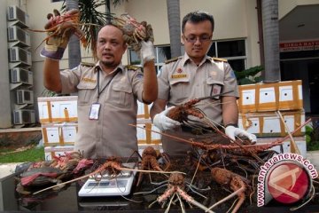 Pemerintah tingkatkan upaya cegah eksploitasi lobster dan kepiting