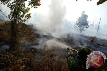 50 hektare lahan gambut di Meranti terbakar