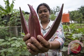 Kelompok Tani TOGA Binaan Pertamina