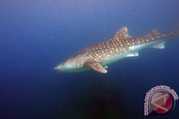 Hiu paus Botubarani tak muncul, aktivitas wisata berhenti