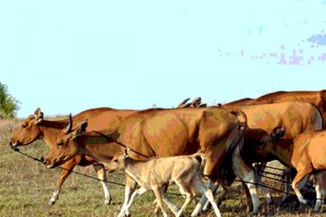 Stasiun pembibitan ternak sapi diresmikan di Pasaman Barat