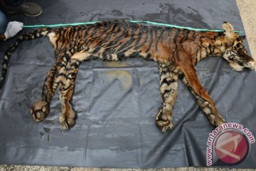 Dua penjual kulit harimau diciduk polisi