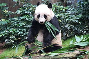 Panda tertua di penangkaran jalani eutanasia di Hong Kong
