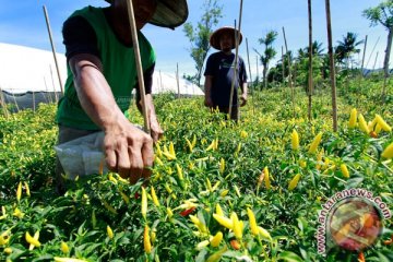 Produksi cabai Januari diperkirakan suplus 5.000 ton