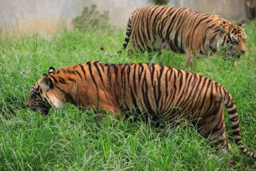 Harimau terkam pengunjung kebun binatang China