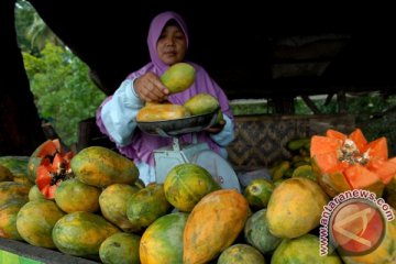 Petani Lebak kembangkan pepaya california seluas 22 hektare