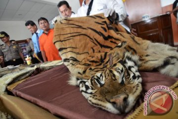 PPNS KLHK limpahkan berkas tersangka perdagangan kulit harimau