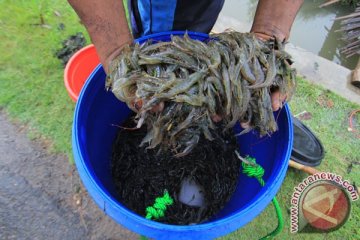 Petambak udang Kendari kesulitan peroleh benih