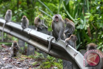 Banyak monyet berkeliaran di jalan pascagempa Lombok