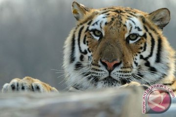 Harimau siberia terlihat di hutan China timur laut