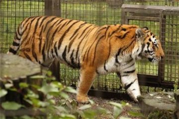 Harimau Sumatera TMSBK kembali lahirkan tiga anak