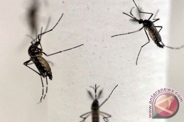 Kasus virus Zika di India melonjak