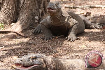 Kebakaran lahan TNK belum ganggu habitat Komodo