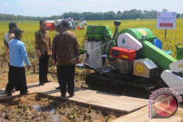 Presiden Melihat Hasil Panen Padi Unggulan