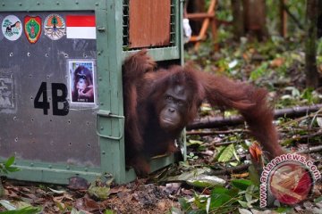 Orangutan berkeliaran di kebun warga ditangkap BKSDA Kalteng