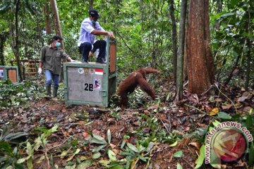 Enam orangutan dilepas di Pulau Badak Kecil