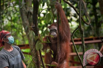 Orangutan liar cari makan ke rumah warga Kotawaringin Timur