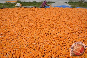 Mentan lepas ekspor 57.650 ton jagung ke Filipina