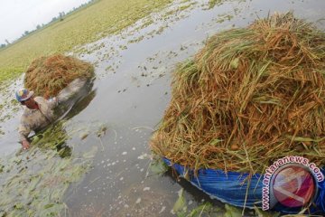 Petani Karawang menyelam untuk panen padi