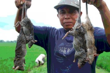 1.120 tikus beku diamankan