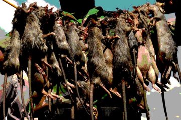 ANTARA Doeloe : Mau beli daging tikus rebus Rp 4,- sekilo