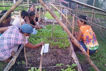 Petani Kalbar berkebun sayur pekarangan tanpa membakar