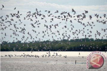 Burung Migrasi di TNBS Jambi