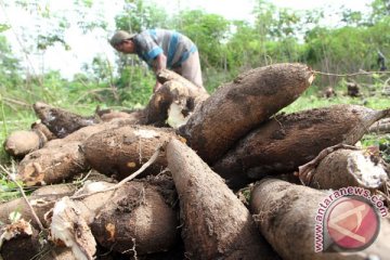 Produksi ubi kayu lebak meningkat