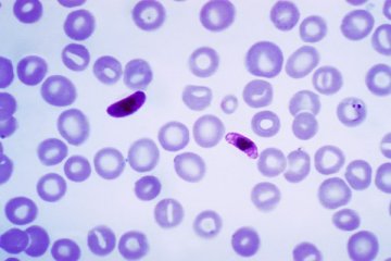 Kabar gembira, telah ditemukan insektisida anti-malaria terbaru