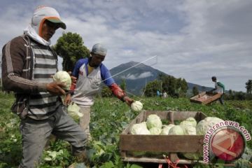 HARGA SAYUR KOL NAIK