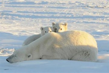 Studi: beruang kutub kelaparan saat es kutub utara mencair