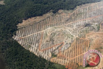 Moratorium Perkebunan Kepala Sawit