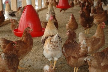 Hubungan Kenya dengan Tanzania makin keruh karena ayam dan sapi