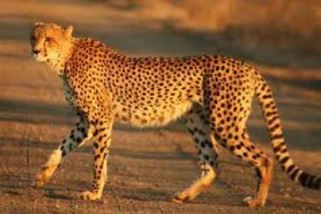 Penyebab cheetah hampir punah