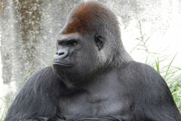 Induk gorila tua Kebun Binatang Miami mati