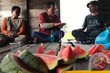 Ribuan asa di atas rawa gambut Nagara