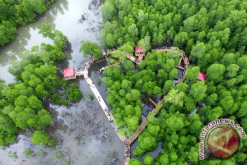 KPHL Biak tanam  mangrove 75 hektare