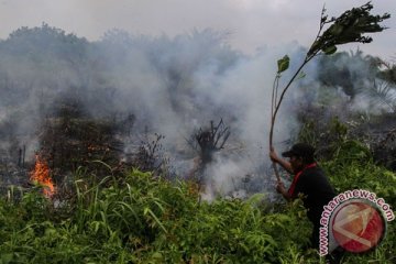 Kebakaran landa 25 hektare lahan Taman Nasional Tesso Nilo Riau
