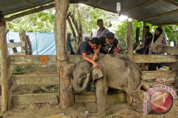 Depresi, anak gajah di Aceh ini mati