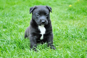 Buku audio bantu anjing tenang saat ditinggal