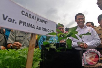 Setiap desa di Gorontalo wajib tanam cabai-tomat