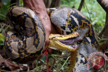 Tips menghindari gigitan ular