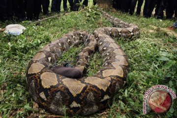 Warga Surabaya digegerkan penemuan 2 ular sanca