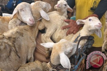 Belasan kambing mati dengan bekas gigitan di Gunung Kidul