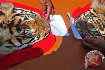 Dua penjual kulit harimau ditangkap di Bengkulu