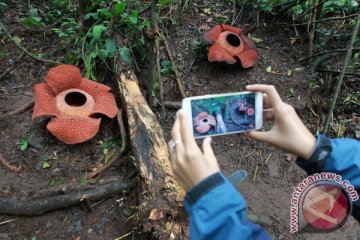 Bengkulu promosi wisata lewat Festival Bumi Rafflesia